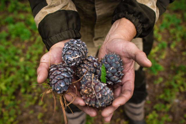 В 2026 году иностранцам запретят работать в ХМАО сборщиками дикоросов и курьерами