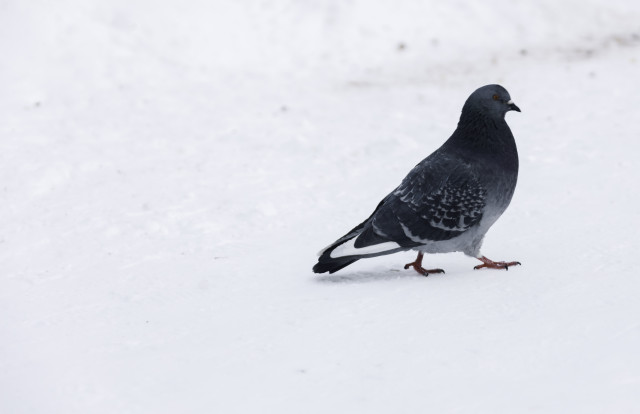 Двор в Сургуте завалило птичьим пометом из-за фанатов голубей