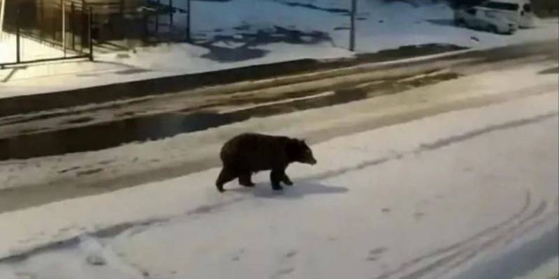 Нейромедведь напугал жителей поселка в ХМАО