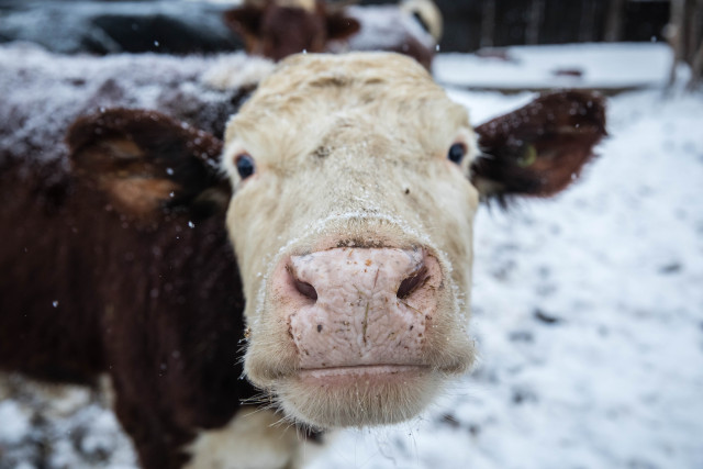 Фермеров из ХМАО предупредили о вспышке опасной болезни у животных Фермеров из ХМАО предупредили о вспышке опасной болезни у животных