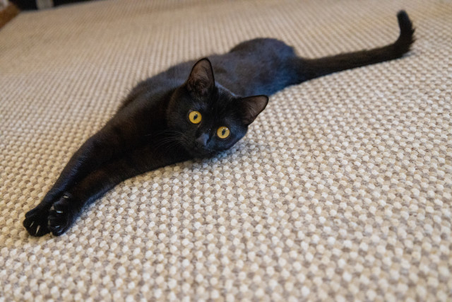 Ветврач из Тюмени рассказала, как защитить кошку от аллергии и клещей весной