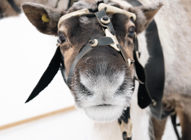 Тысячи северных оленей в ХМАО получили электронные паспорта