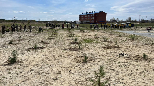 В отдаленном селе Сургутского района молодежь и профессионалы высадили сотни кедров