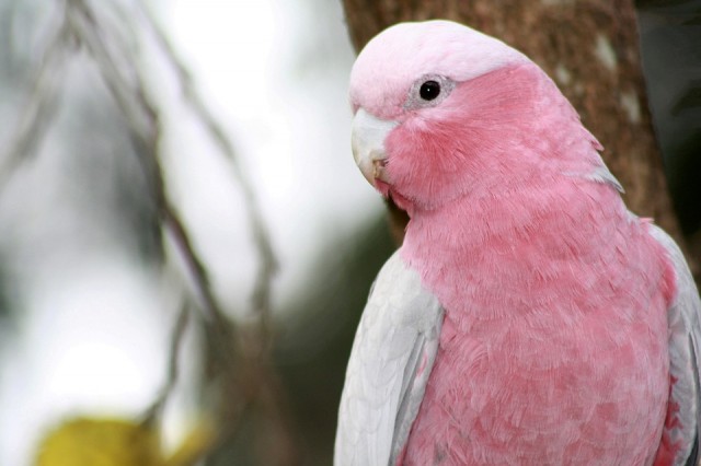 «Страшный эксклюзив»: в Сургуте продают пару розовых попугаев за 450 тыс. рублей