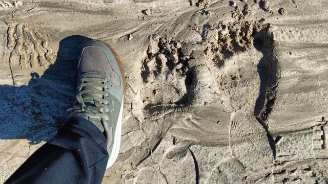 Позвал семью: на пляже в Лангепасе нашли следы медведицы и медвежонка
