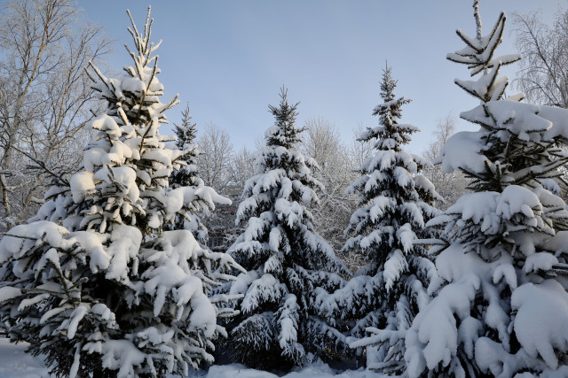 Дети заблудились в глухом лесу за десять километров от поселка в ХМАО