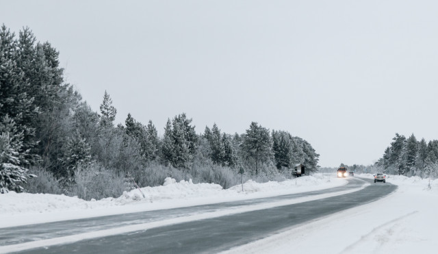 Водителей из ХМАО предупредили о внезапном выходе лосей-путешественников на трассы