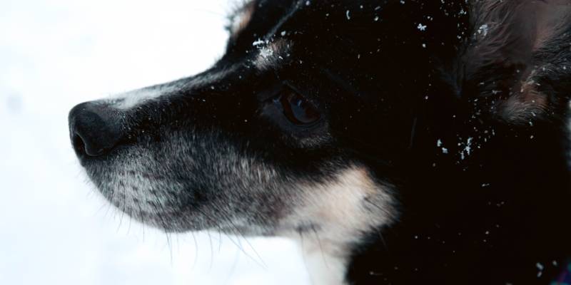 Пенсионерка пострадала от укуса собаки на самовыгуле и чуть не заразилась бешенством в Урае