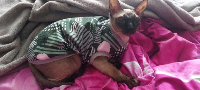 Хайленд-фолд и сфинкс: в Сургут привезли экзотических кошек со всего мира