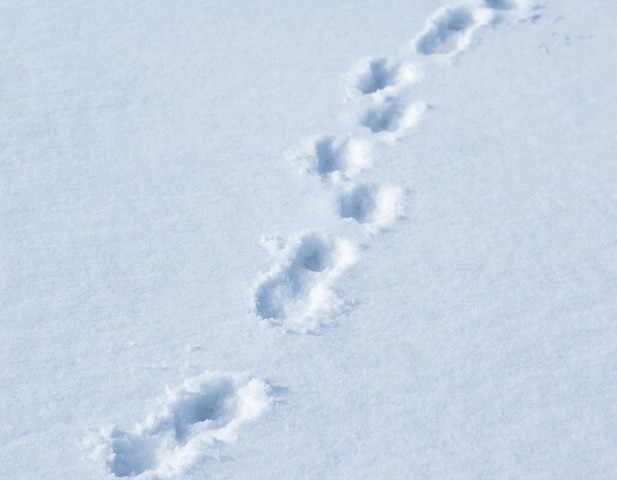 Жители ХМАО устроили спор вокруг необычного зверька: биолог раскрыл тайну Жители ХМАО устроили спор вокруг необычного зверька: биолог раскрыл тайну