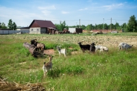 Сургутский район получит более 80 млн рублей на сельское хозяйство