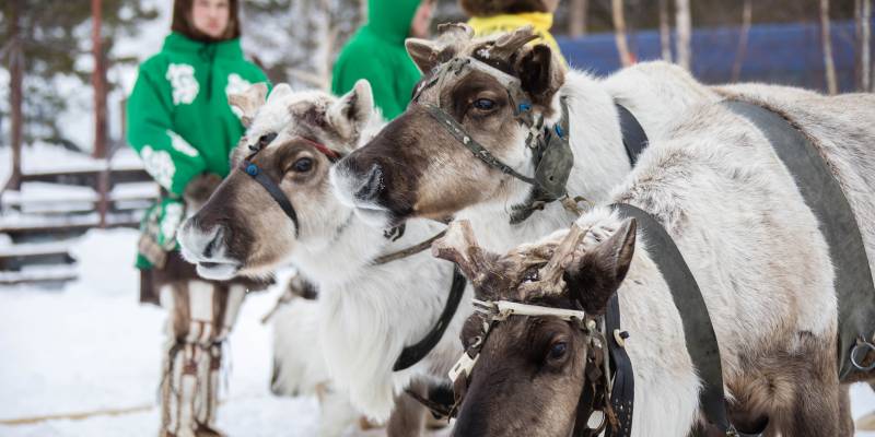 В Сургутском районе определили дату зрелищного Слета оленеводов
