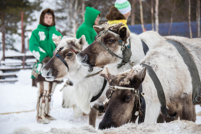 В Сургутском районе определили дату зрелищного Слета оленеводов