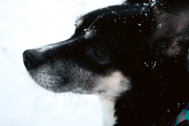 Неизвестный зверски убил двух домашних собак в селе ХМАО