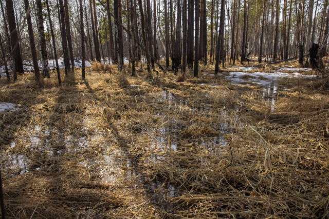 За неделю в ХМАО клещи укусили восемь человек