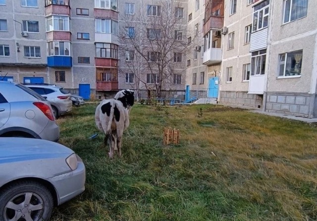 В Нефтеюганске гуляющая без надзора корова пострадала от собак. Фото