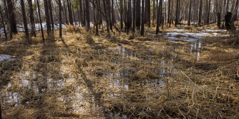 За неделю в ХМАО клещи укусили восемь человек