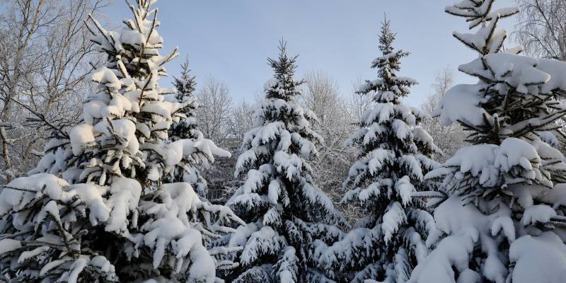 Дети заблудились в глухом лесу за десять километров от поселка в ХМАО
