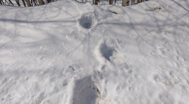 Следы крупного медведя нашли в Сургутском районе рядом с урочищем