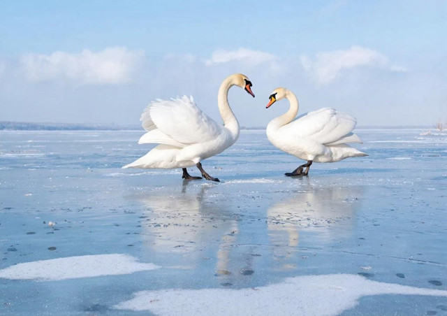 Жители ХМАО сочувствуют лебедям, прилетевшим в регион в разгар холодов. ВИДЕО