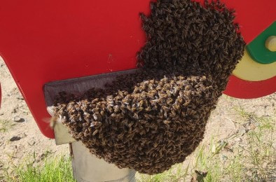 Роение пчел и цветение клубники в сентябре: эксперты объяснили аномальные явления в ХМАО Роение пчел и цветение клубники в сентябре: эксперты объяснили аномальные явления в ХМАО