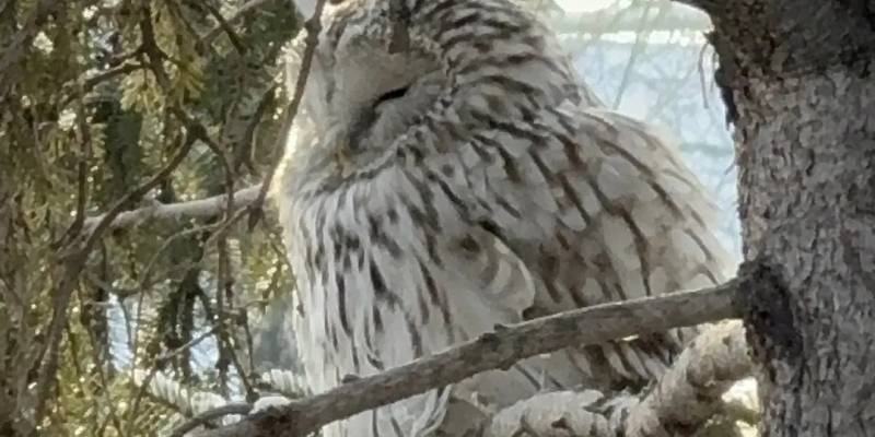 В сибирском городе во время крепких морозов удалось сфотографировать скрытную ночную птицу