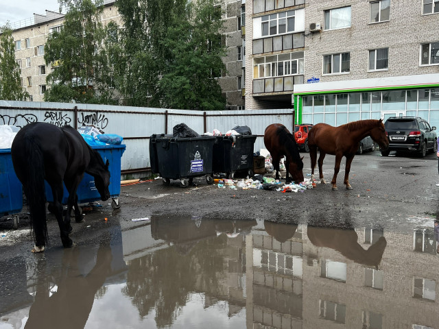 ​Мэрия Нефтеюганска планирует изъять у фермера лошадей, которые достают горожан