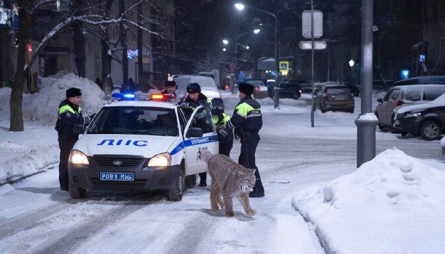 ​Рысь разгуливала по городу в ХМАО: полицейские прогнали животное