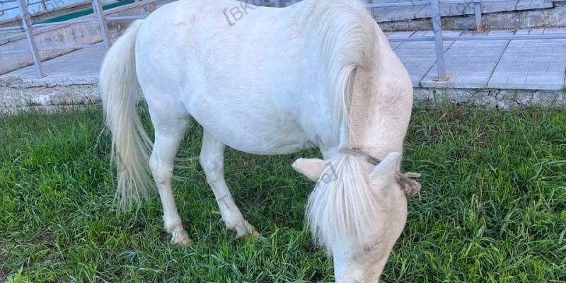 ​В столице ХМАО по улицам разгуливает голубоглазый белый конь