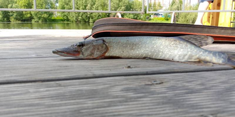 ​Крупных щук ловят в центре Сургута в популярном парке