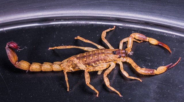 ​В Подмосковье 11-летнюю девочку укусил скорпион, выпрыгнувший из мешка с игрушками