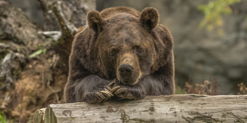 ​Цифровые технологии помогут защитить жителей Севера от неожиданных встреч с бурыми медведями