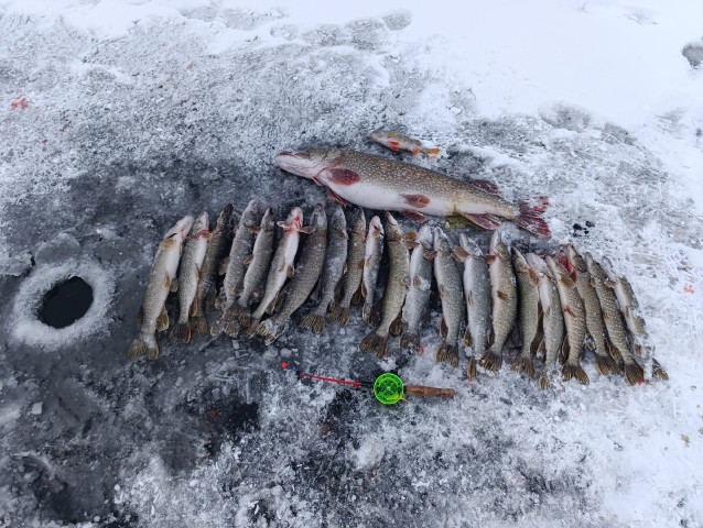 ​Жители ХМАО хвастаются первым крупным уловом с зимней рыбалки. ФОТО