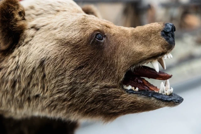 На трассе ХМАО медведи в поисках еды вышли к людям. ВИДЕО