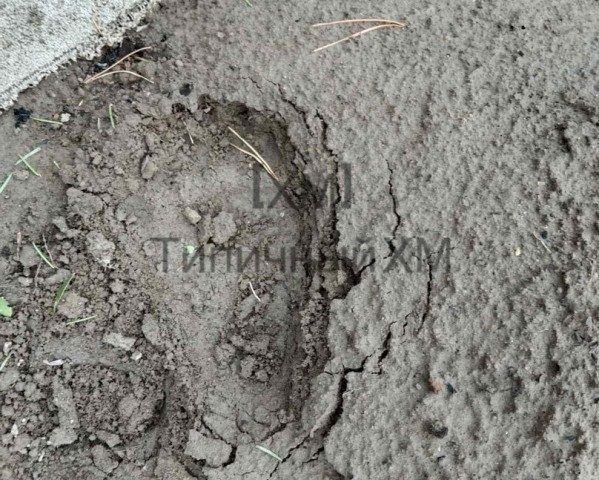 В столице ХМАО крупный медведь заходит к дачникам В столице ХМАО крупный медведь заходит к дачникам