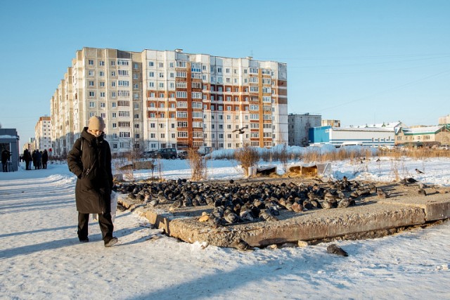 ​Мэрия Сургута просит не подкармливать голубей, чтобы не разводить крыс