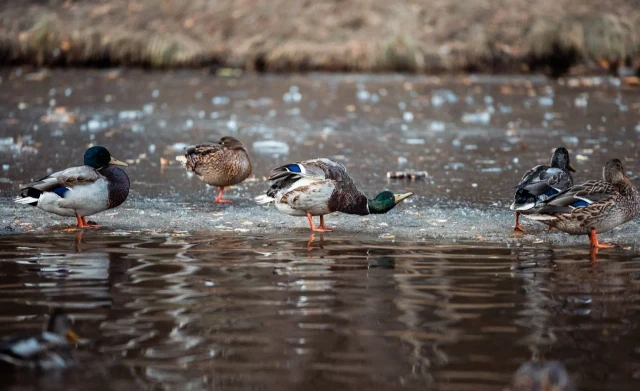 ​В ХМАО стали известны даты начала охоты на уток