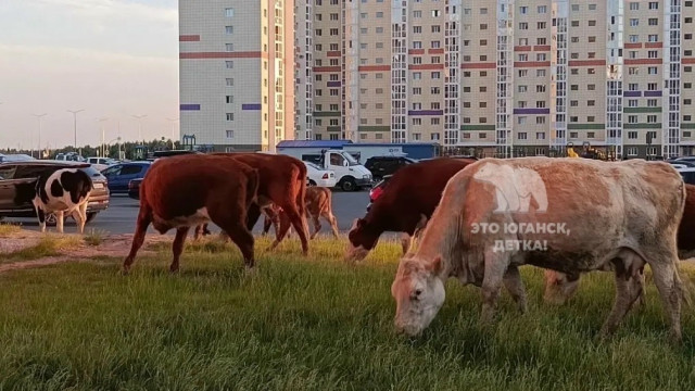 ​В городе нефтяников в ХМАО лошади и коровы питаются с мусорок. ВИДЕО