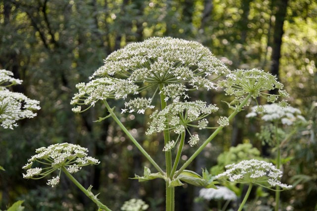 ​Новые штрафы за борщевик на дачах: эксперт из ХМАО предостерегла о санкциях югорчан