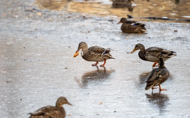 ​Утки перезимовали в Сургуте впервые в истории города
