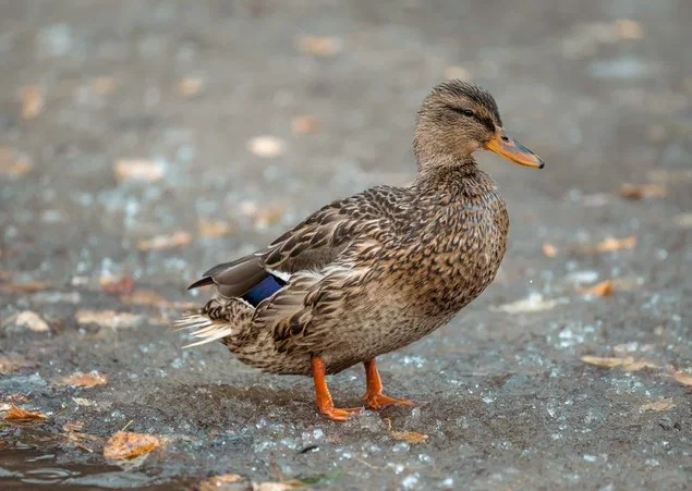 ​Спасти утку и сесть в тюрьму: жителям ХМАО напомнили о наказании за изъятие диких животных