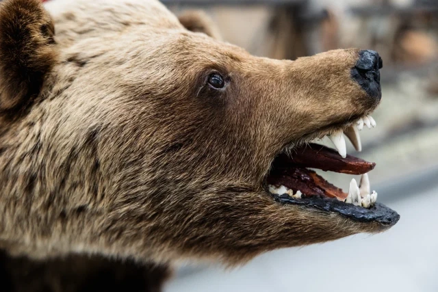 ​Из леса к людям: жителей ХМАО предупреждают о смертельной опасности из-за проснувшихся медведей