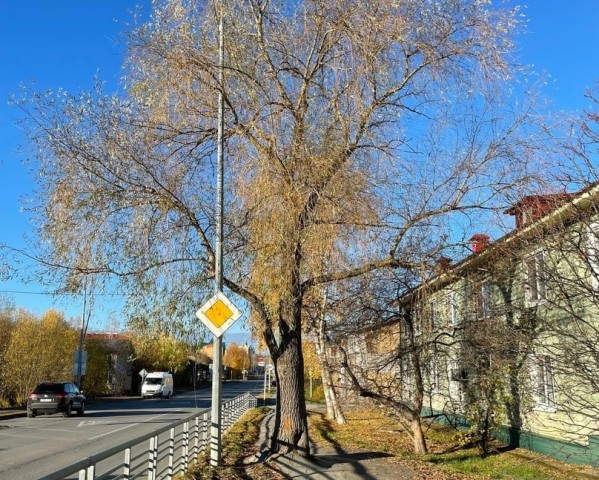 В Ханты-Мансийске уникальное дерево, растущее посреди тротуара, включили в особый реестр