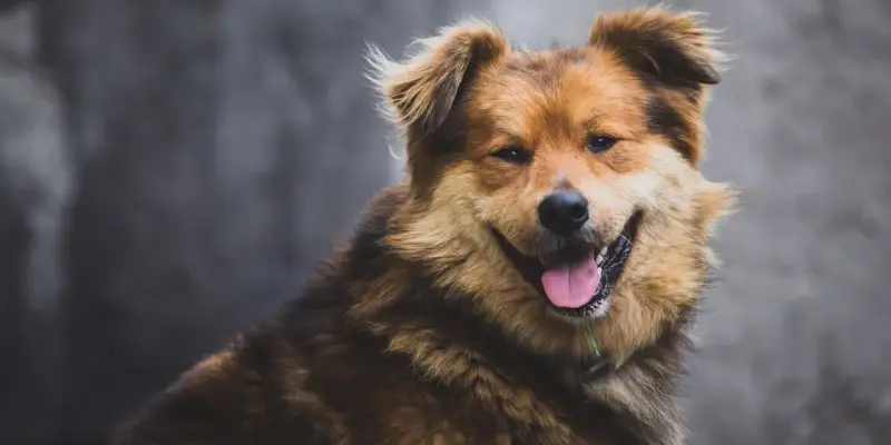 ​Прострелил лапы: живодер искалечил бездомного пса в Нижневартовске