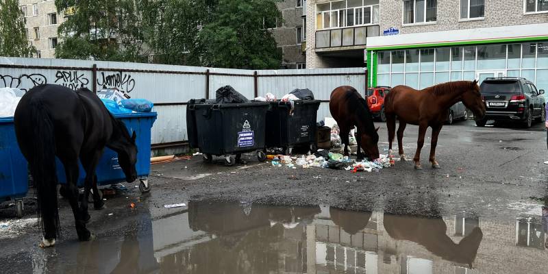 ​Мэрия Нефтеюганска планирует изъять у фермера лошадей, которые достают горожан