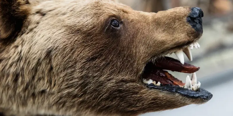 ​Из леса к людям: жителей ХМАО предупреждают о смертельной опасности из-за проснувшихся медведей