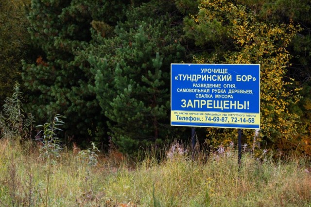 ​Кедровый бор в Сургутском районе получит статус особо охраняемой территории