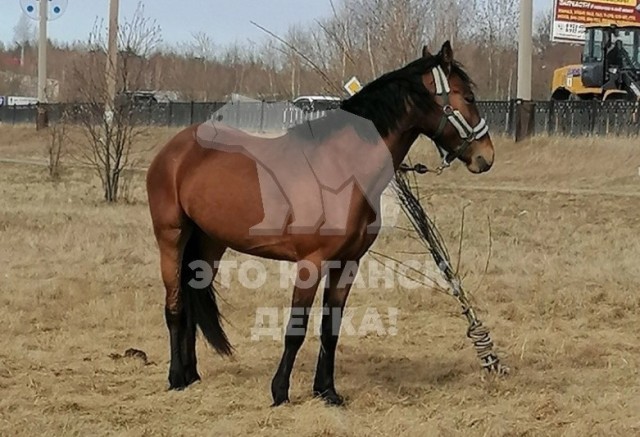 ​В Нефтеюганске брошенная хозяином лошадь несколько дней стоит на привязи