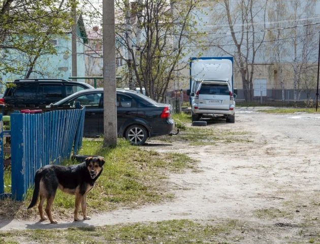 Новые Хатико: в Сургуте собаки уже две недели ждут хозяина на обочине дороги Новые Хатико: в Сургуте собаки уже две недели ждут хозяина на обочине дороги