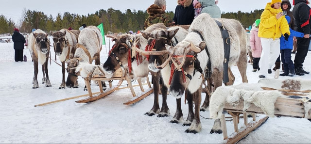 Ежегодный Слет оленеводов в Сургутском районе объединил гостей из разных уголков страны. ФОТО Ежегодный Слет оленеводов в Сургутском районе объединил гостей из разных уголков страны. ФОТО